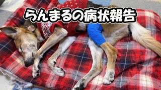 【元保護犬らんまるとなな】らんまるの病状報告