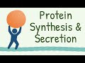 9 INTERESTING FACTS about Protein Synthesis and Secretion that Nobody Tells You