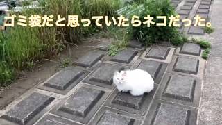 【野良猫】ゴミ袋かと思ってたらネコだった。