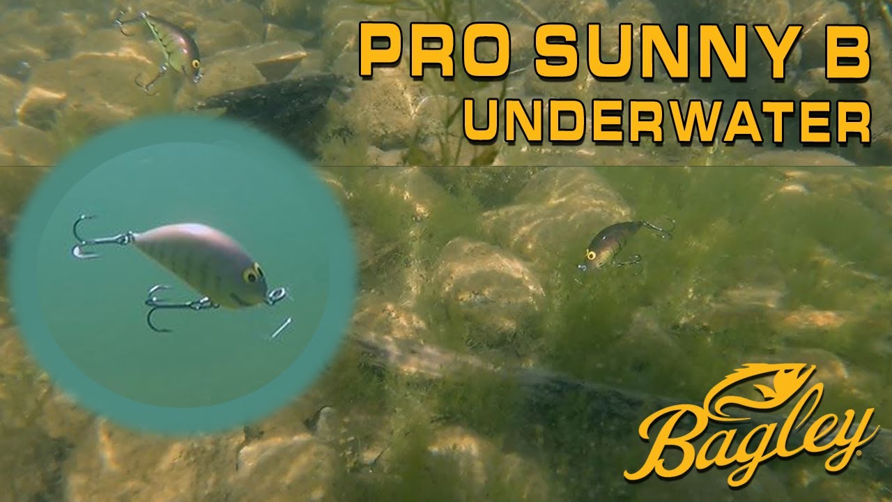 UNDERWATER ACTION - Pro Sunny B - YouTube