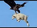 Download 5 СТРАШНЫХ НАПАДЕНИЙ ОРЛОВ СНЯТЫХ НА КАМЕРУ In Mp4 3Gp Full HD Video