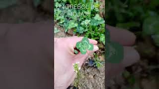 🍀 Como encontrar un trébol de 4 Hojas!!! 🍀