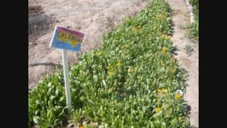 Americorp volunteers at the Marana community farm working with the bare necessities