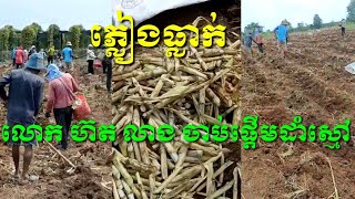 ធ្លាក់ភ្លៀង លោក ហ៊ត លាង ចាប់ផ្តើមដាំស្មៅ