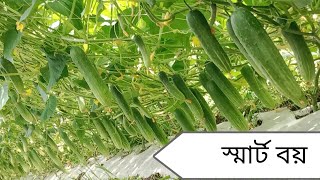 বর্ষা মৌসুমের সেরা জাত-স্মাট বয়