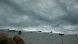 Seagulls attacking an eagle because he killed a seagull (Hyannis)
