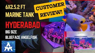 6ft marine tank in Hyderabad with big sized blueface angel and customer review THE MARINE AQUARIUM