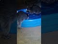 raccoons in the kiddie swimming pool 3