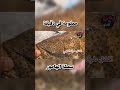 سمكة الهامور الاصلي 🐟 greasy grouper معلومة في دقيقة