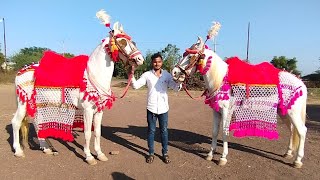 घोड्यांची सजावट | #horse | pashu premi | 7744918238 |  ghodyanchi sajawat