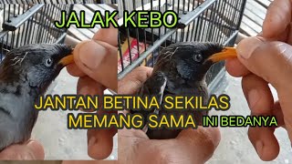 CARA MEMBEDAKAN BURUNG JALAK KEBO JANTAN DAN BETINA