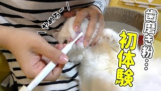 歯磨き粉初体験!? 妹に歯磨きされて全力で嫌がる猫！