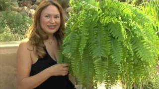 Boston Fern: Bargain Plant of the Week, Oct 25 2009