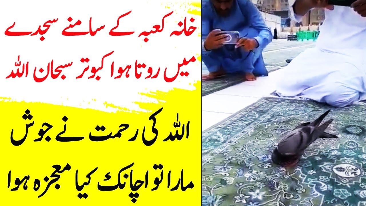 Kaaba Kay Samnay Sajda Raiz Kabootar Ka Mojza | Birds Of Kaaba And ...