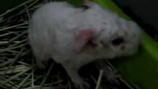 Snow's New Born Baby Part 1 (Born 301011).AVI