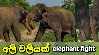 අලි වලියක් 😲🐘🙏An elephant fight in the forest #viralvideo #elephant #wildlife #elephantattack