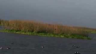 Blue Wing Teal with A Double Takedown using ATN's Shot Trak HD Cam