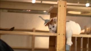 Cafe 犬猫人２　ひなた　マンチカン　2014　京都