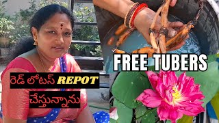 లోటస్ ట్యూబర్స్ ఈజీగా తీసే విధానం   | Free Lotus Tubers | Terrace Gardening