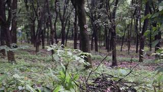 RUBBER THOTTAM..RUBBER ESTATE IN KERALA