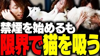 禁煙を始めるも、限界で猫を吸う釈迦