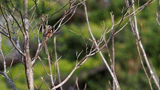 【野鳥】ホオジロ　Meadow Bunting【birdwatching】