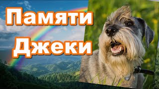 Памяти Джеки посвящается. Ролик о нашей любимой собаке (миттельшнауцер)- 13.08.2008 - 04.11-2024