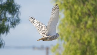 ロサンゼルスでシロフクロウ撮影その２！　Bird photography USA Snowy Owl Part 2#nikon #Zfc #losangeles #4k