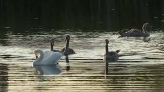 Ilga diena (gulbės nebylės) - Long Day (Mute Swan - Cygnus olor )