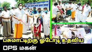 பசுமாட்டிற்கு ஓடோடி உதவிய OPS மகன்..! | OPS son Jaya Predeep Latest News | ADMK | Deputy CM