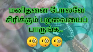 மனிதனைப் போலவே சிரிக்கும் பறவையா ! | முத்தமிழ் MEDIA |