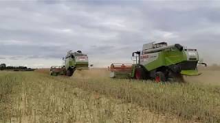 ☼2 claas lexiony vs mega rzepak‼ czyli pierwsze koszenie rzepaków na większą skale ☑