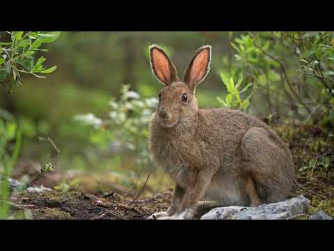 What is the niche of a snowshoe hare?