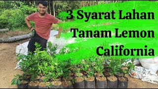 #InvestasiPertanian : 3 Syarat Lahan Menanam Lemon California