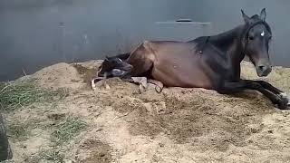 Nacimiento de un potro a plena luz del día