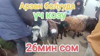 Кой Козу Кочкор Токту реалдуу баалары көрүңүз Ош Учкун мал базары