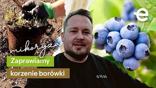 MIKORYZA do borówki amerykańskiej. Stosować czy nie stosować? #BorówkowaJesień