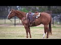 lot 29 smartys dunny 2021 rancho rio horse sale