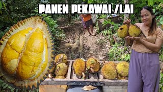 Panen Buah Pekawai - Buah Lai Kalimantan