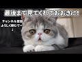 初めて観葉植物を見た猫の反応がこちらです 笑 【エキゾチックショートヘア】