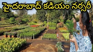 హైదరాబాద్ కడియం నర్సరీ లో మొక్కలు కొన్నాం Wholesale Nursery in Hyderabad | Cheapest Nursery