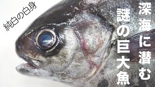 深海魚【目鯛（メダイ）】を刺身にして食ったら旨すぎた【魚のさばき方】【三枚おろし】Filleting Fish