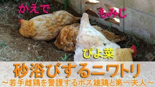 砂浴びするニワトリ～若手雌鶏を警護するボス雄鶏と第一夫人～