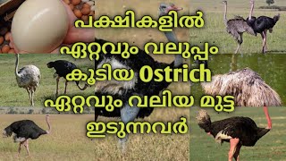 #ostrich#Forest#wild ഏറ്റവും വലിയ പക്ഷി ആയ ഒട്ടകപക്ഷി||Ostrich Life Style