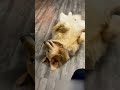 “이제 엄마도 좀 쉬자“ 계속 놀고 싶은 아기 댕댕이 🐾🐶 shorts