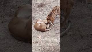 济南野生动物园老虎和狮子玩耍Tiger and lion play happily