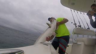 50.5 inch Striper on a Cobra Bait Sad Shad Caught and Released