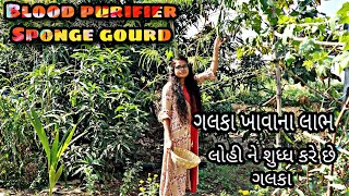 Blood purifier galka|ગલકાનાં ગુણો અને ફાયદા#sponge gourd#Luffa cylindrica#galka bhajiya@Lata Gamit