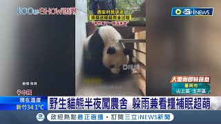 是祖傳躲雨大法? 貓熊躲雨蓋頭不蓋身 網笑:意念式躲雨嗎 野生貓熊半夜闖農舍 躲雨兼看糧補眠超萌│記者 黃瓊慧│【國際局勢】20230928│三立iNEWS