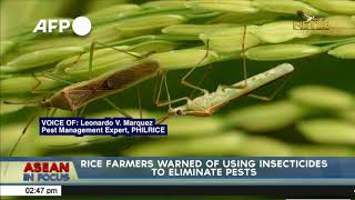 Rice farmers warned of using insecticides to eliminate pests